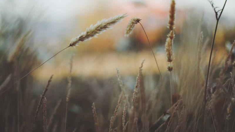 ویلای باغ در ونک